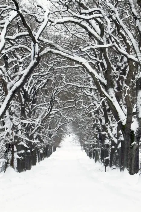 Framed Print : Oak Trees - pathway covered in snow - Hessen - Germany Framed Print : Oak Trees - pathway covered in snow - Hessen - Germany