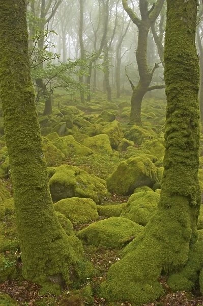 Oak Woodland and Moss Covered Boulders Barrator Resevoir, Dartmoor National Park, Devon, UK LA000335