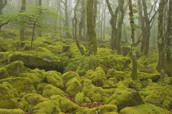 Oak Woodland and Moss Covered Boulders Barrator Resevoir, Dartmoor National Park, Devon, UK LA000339