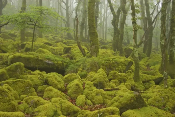 Framed Print : Oak Woodland and Moss Covered Boulders Barrator Resevoir, Dartmoor National Park, Devon, UK LA000339