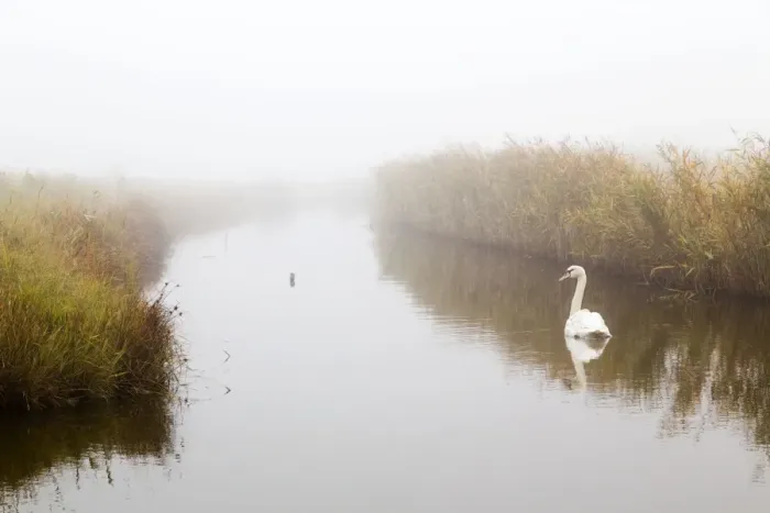 Framed Print : Oare Marshes - with Mute Swan - Kent - UK Framed Print : Oare Marshes - with Mute Swan - Kent - UK