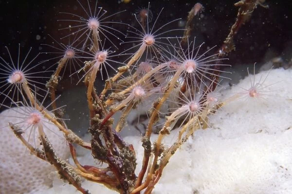 Oaten Pipe Hydroid - type of colonial hydroid. UK