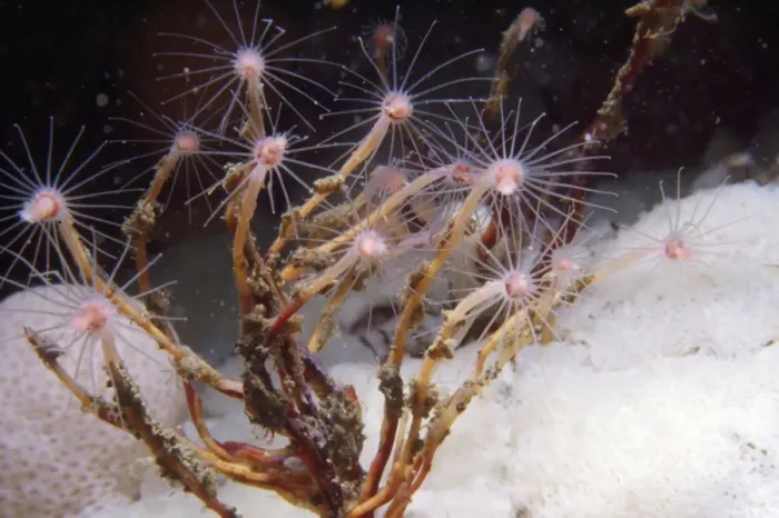 Framed Print : Oaten Pipe Hydroid - type of colonial hydroid. UK Framed Print : Oaten Pipe Hydroid - type of colonial hydroid. UK