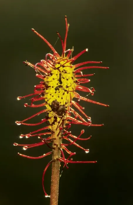 Framed Print : Oblong-leaved Sundew Framed Print : Oblong-leaved Sundew