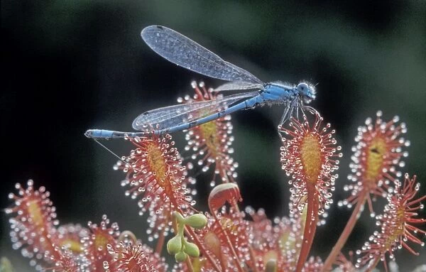 Oblong-leaved Sundew - With Common Blue Damselfly prey - The Netherlands, Drenthe, Forestry Gees