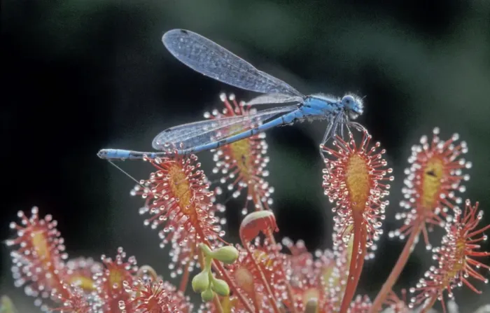 Framed Print : Oblong-leaved Sundew - With Common Blue Damselfly prey - The Netherlands, Drenthe, Forestry Gees Framed Print : Oblong-leaved Sundew - With Common Blue Damselfly prey - The Netherlands, Drenthe, Forestry Gees