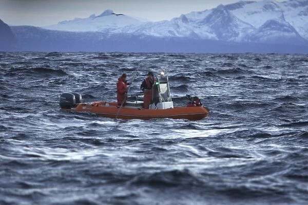 Observation boat with scientists looking for Killer Whales (Orcinus orca) - Tysfjord - Lofoten Isles - Norway