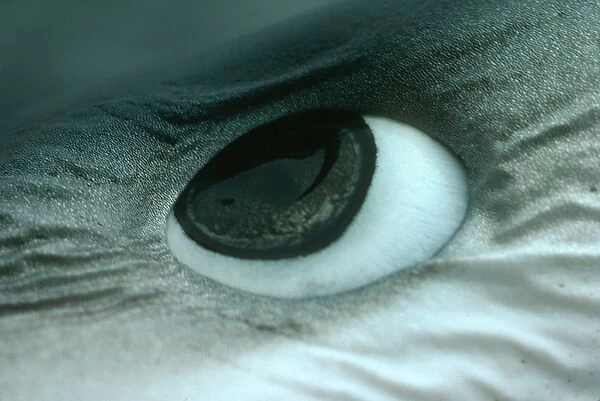 Oceanic Blue Shark Close-up of eye Eastern Pacific