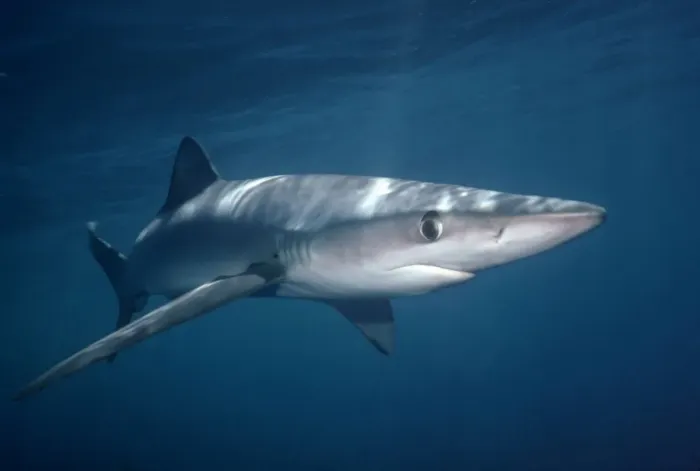 Framed Print : Oceanic Blue Shark Western Pacific Framed Print : Oceanic Blue Shark Western Pacific