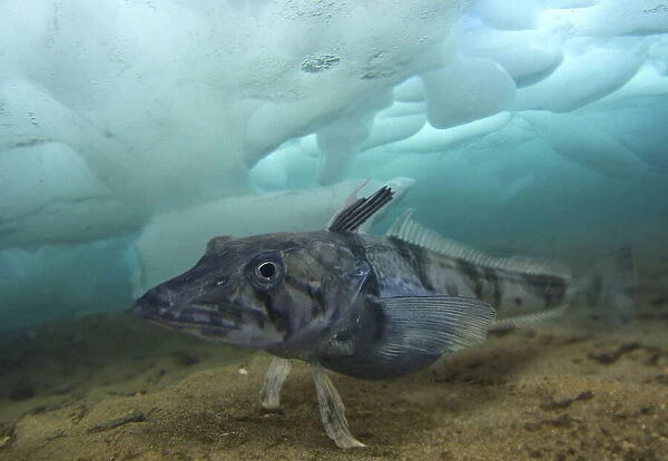 Ocellated icefish, Chionodraco rastrospinosus, resting on seabed under ice. Unlike other vertebrates, fish of the Antarctic icefish family (Channichthyidae) do not use haemoglobin to transport oxygen around their bodies; instead
