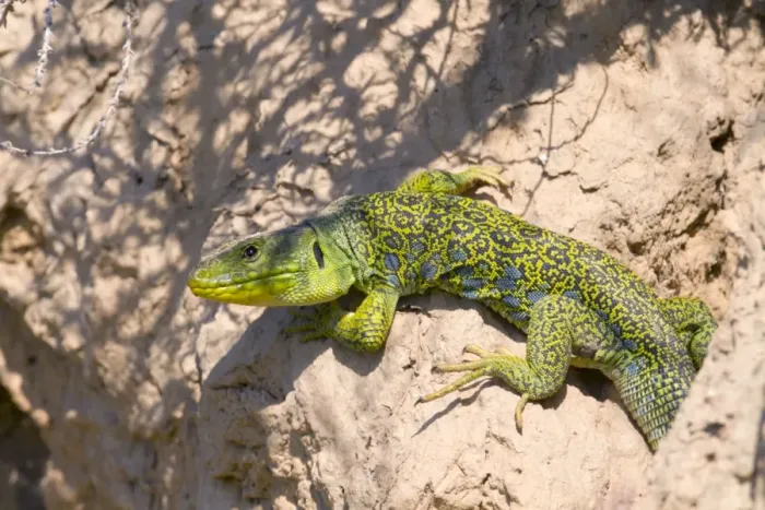 Framed Print : Ocellated Lizard - Spain Framed Print : Ocellated Lizard - Spain