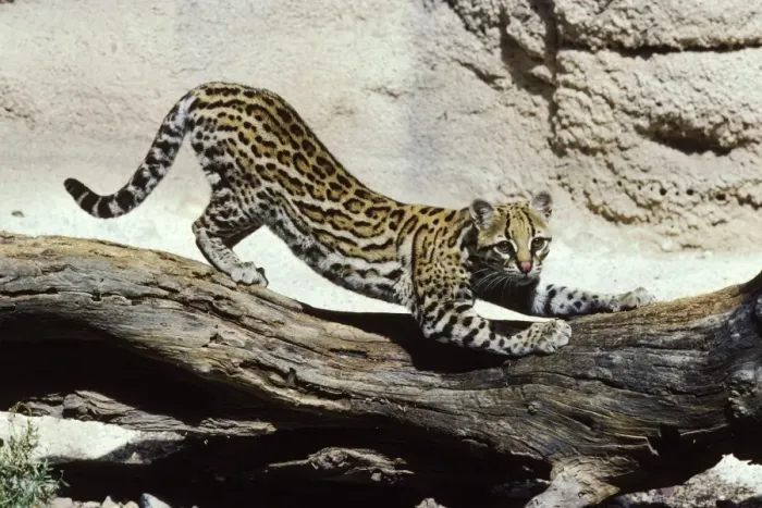Framed Print : Ocelot. FG-AG-298. Ocelot. Felis pardalis Framed Print : Ocelot. FG-AG-298. Ocelot. Felis pardalis