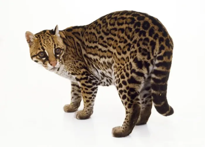 Framed Print : Ocelot. TEA-83. OCELOT - WHITE BACKGROUND Framed Print : Ocelot. TEA-83. OCELOT - WHITE BACKGROUND