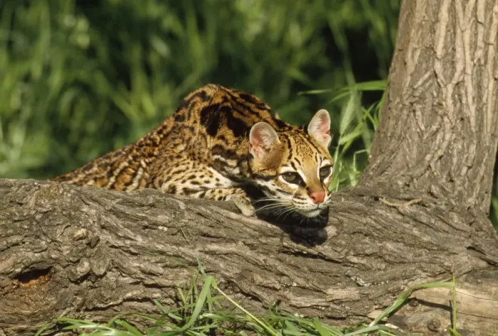 Framed Print : Ocelot. WAT-663. OCELOT - LOOKING OVER LOG Framed Print : Ocelot. WAT-663. OCELOT - LOOKING OVER LOG