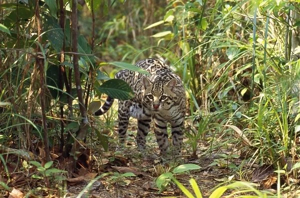 Ocelot Belize Latin formerly: Leopardus pardalis