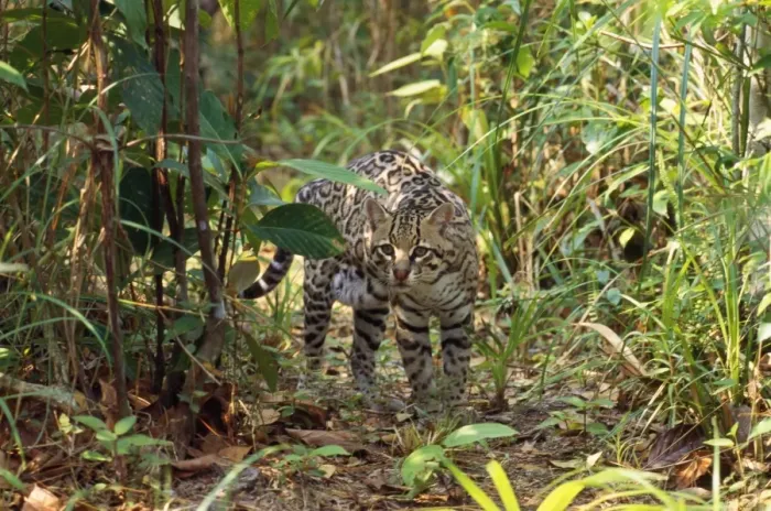 Framed Print : Ocelot Belize Latin formerly: Leopardus pardalis Framed Print : Ocelot Belize Latin formerly: Leopardus pardalis