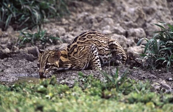 Ocelot - Drinking from a shrinking pond at the end of the dry season. Note porcupine quills embedded in its face. Llanos of Venezuela. DD816