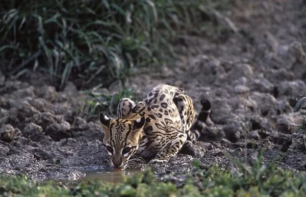 Ocelot - Drinking from a shrinking pond, at the end of the dry season. Photographed in the Llanos of Venezuela