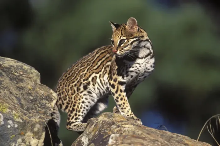 Framed Print : Ocelot Range: Tropical America Framed Print : Ocelot Range: Tropical America