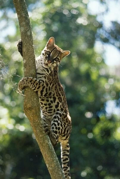 Ocelot Venezuela Latin formerly: Leopardus pardalis