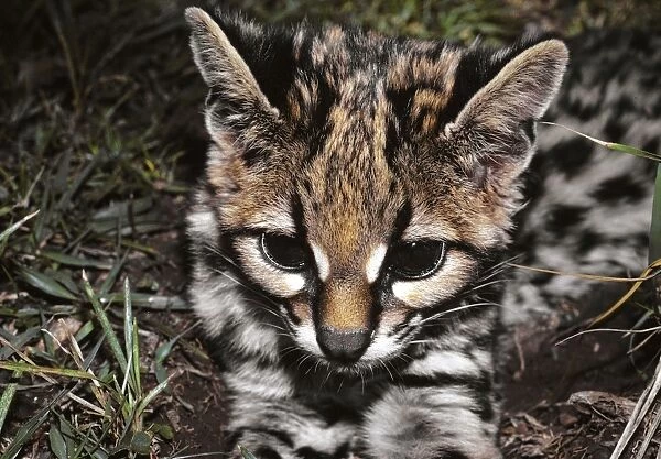 Ocelot, young -kitten Tropical America