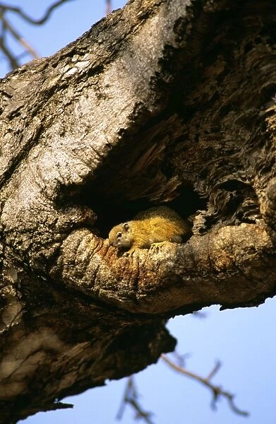Ochre Bush Squirrel - in tree hollow - Masai Mara National Reserve - Kenya JFL17472