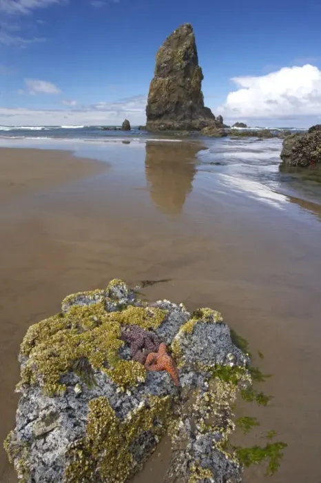 Framed Print : Ochre Sea Stars exposed at high tide with sea stack in background Cannon Beach, Oregon, USA LA000958 Framed Print : Ochre Sea Stars exposed at high tide with sea stack in background Cannon Beach, Oregon, USA LA000958
