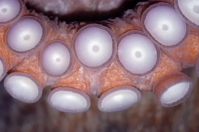 Framed Print : Octopus - Close up of sucker pads Framed Print : Octopus - Close up of sucker pads