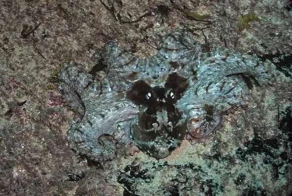 Octopus - Common. Found all along the rocky reefs of NSW Sydney. Australia