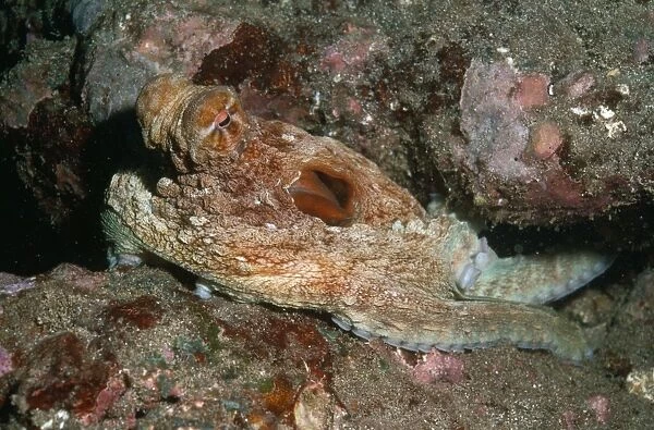 Octopus Fatu Hiva, Marquesas Island