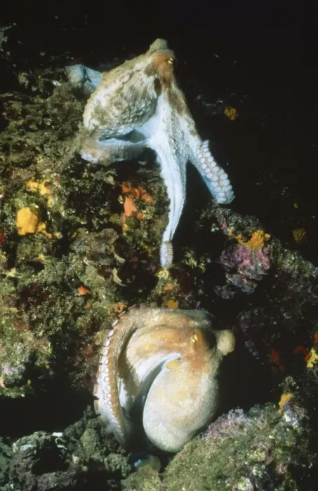 Framed Print : Octopus - pair mating / courting Mediterranean Framed Print : Octopus - pair mating / courting Mediterranean
