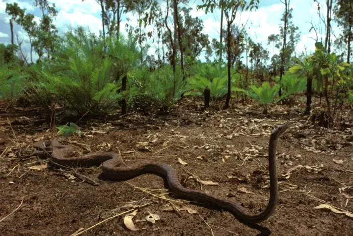 Framed Print : Oenpelli Rock Python - Arnhemland, Northern Territory, Australia JPF00083