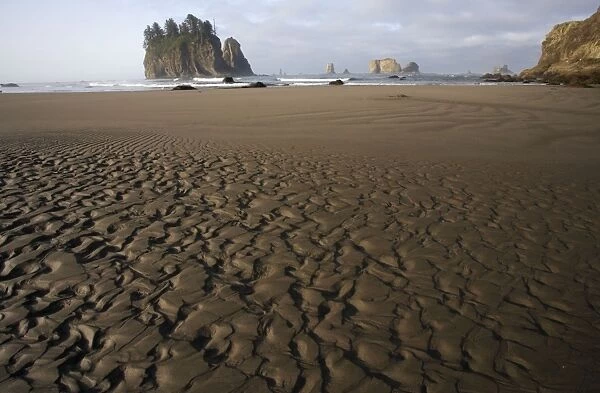 Offsore Sea Stacks and Sandy Beach at Low Tide, Second Beach Olympic National Park, Washington State USA LA001619