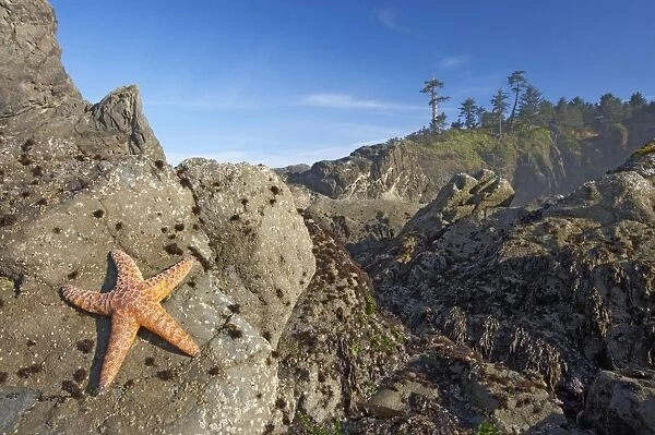 Offsore Sea Stacks and Tidepools with Ochre Sea Stars, Second Beach Olympic National Park, Washington State USA LA001591