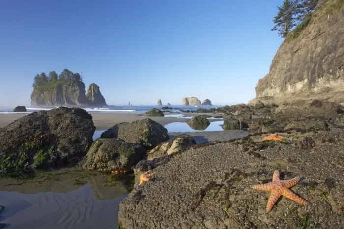 Framed Print : Offsore Sea Stacks and Tidepools with Ochre Sea Stars Second Beach Olympic National Park, Washington State USA LA001587 Framed Print : Offsore Sea Stacks and Tidepools with Ochre Sea Stars Second Beach Olympic National Park, Washington State USA LA001587
