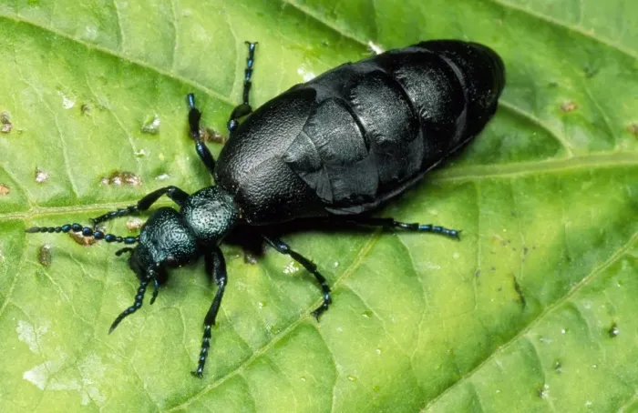 Framed Print : Oil Beetle Devon UK