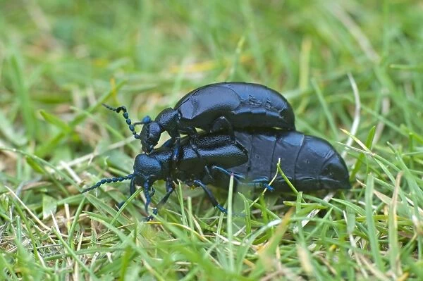 Oil Beetles - Cornwall - UK