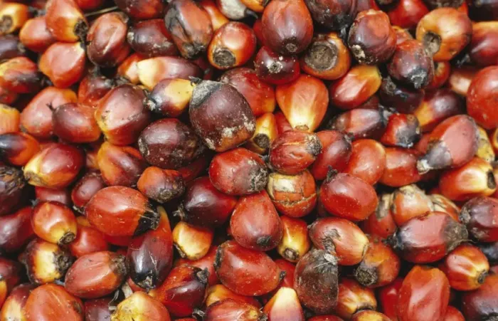 Framed Print : Oil Palm - Fruit