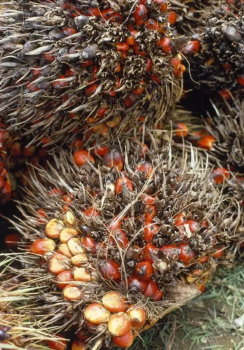 Framed Print : Oil Palm - fruit bunches Framed Print : Oil Palm - fruit bunches