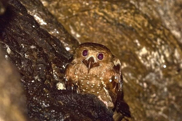 Oilbird - on ledge - Dunston Cave - Asa Wright Centre - Trinidad