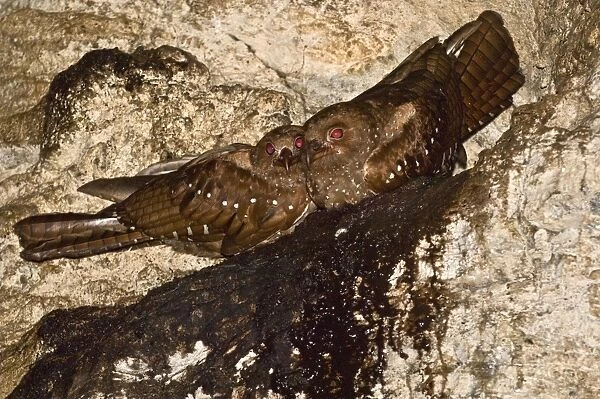 Oilbirds - sitting on ledge - Dunston Cave - Asa Wright Centre - Trinidad