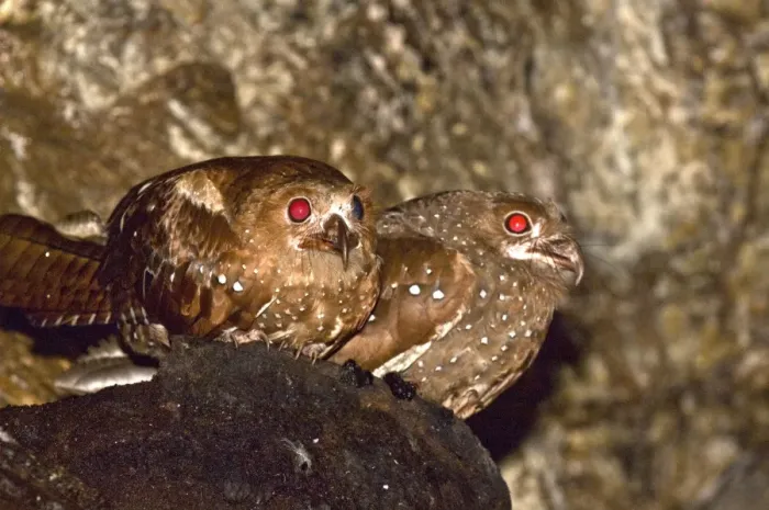Framed Print : Oilbirds - sitting on ledge - Dunston Cave Asa Wright Centre - Trinidad Framed Print : Oilbirds - sitting on ledge - Dunston Cave Asa Wright Centre - Trinidad