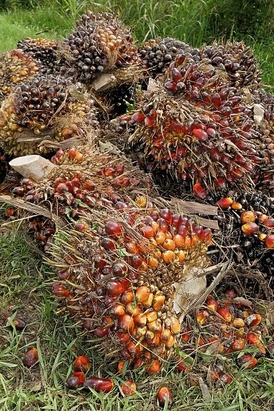 Oilpalm fruits, Sabah, Borneo, East Malaysia