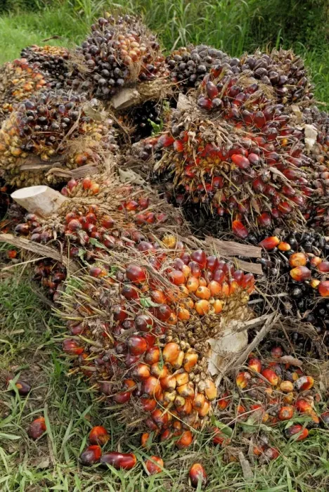 Framed Print : Oilpalm fruits, Sabah, Borneo, East Malaysia Framed Print : Oilpalm fruits, Sabah, Borneo, East Malaysia