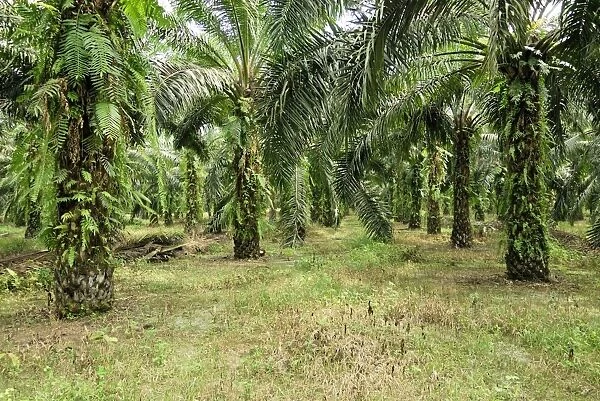 Oilpalm plantation, Sabah, Borneo, East Malaysia