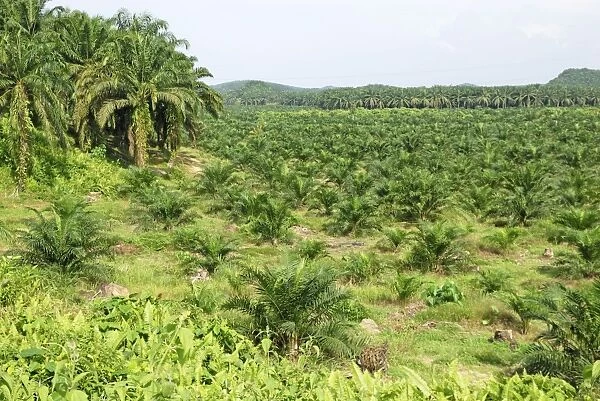 Oilpalm Plantation, Sabah, Borneo, East Malaysia