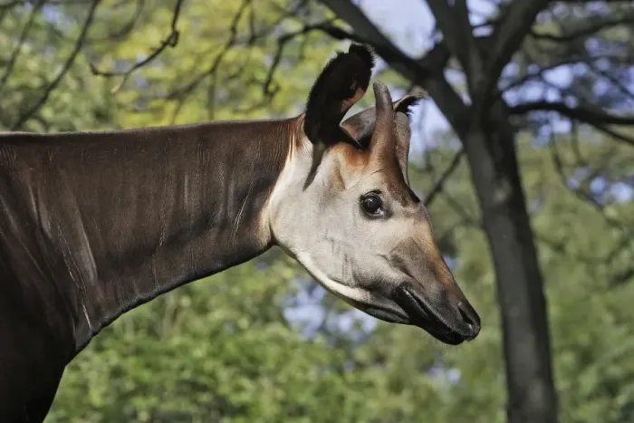 Framed Print : Okapi - male. In captivity Framed Print : Okapi - male. In captivity