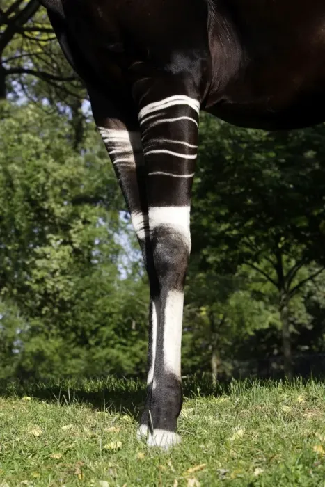 Framed Print : Okapi - male. In captivity Framed Print : Okapi - male. In captivity