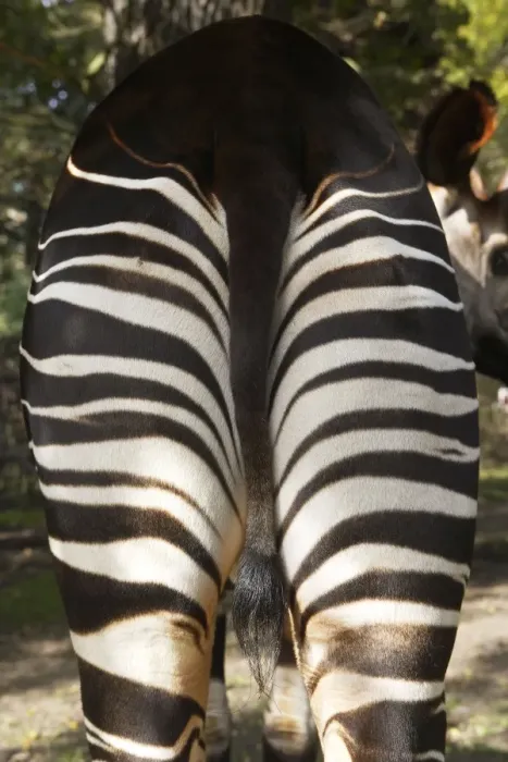 Framed Print : Okapi - male Family: Giraffidae Framed Print : Okapi - male Family: Giraffidae