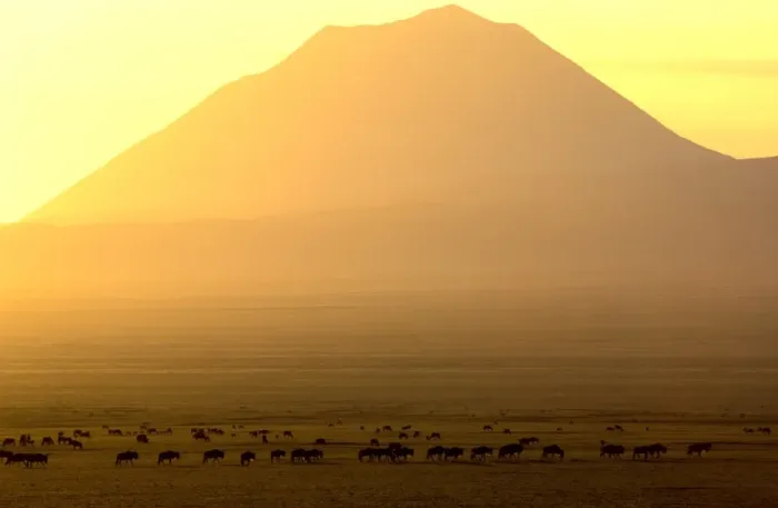 Framed Print : Ol Doinyo Lengai (volcano) and Wildebeest, at sunrise, Ngorongoro Conservation Area, Tanzania JFL11635 Framed Print : Ol Doinyo Lengai (volcano) and Wildebeest, at sunrise, Ngorongoro Conservation Area, Tanzania JFL11635